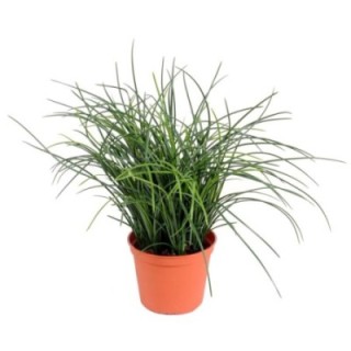 Künstliches feines Gras, 35cm hoch, pflegeleicht