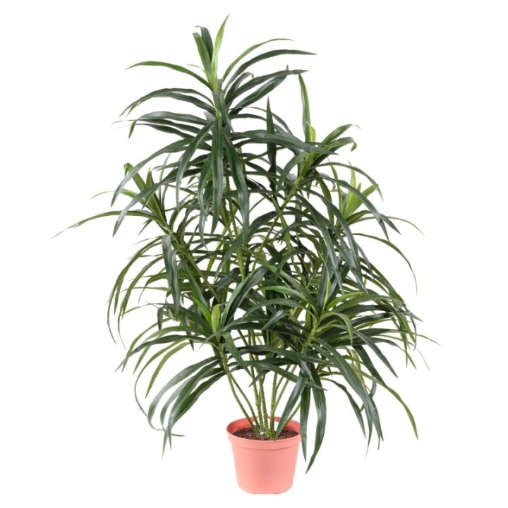 Künstliche Dracaena Anita, 75cm hoch, grün