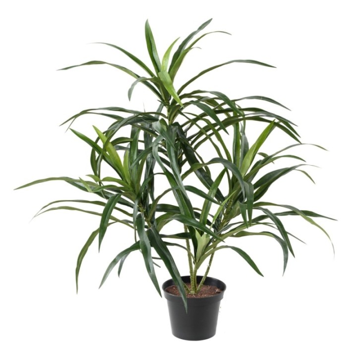 Dracaena Anita: Pflegeleichte Eleganz für Ihr Zuhause