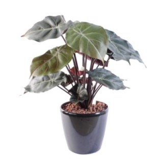 Künstliches Syngonium: Pflegeleichte Raumdeko 55cm