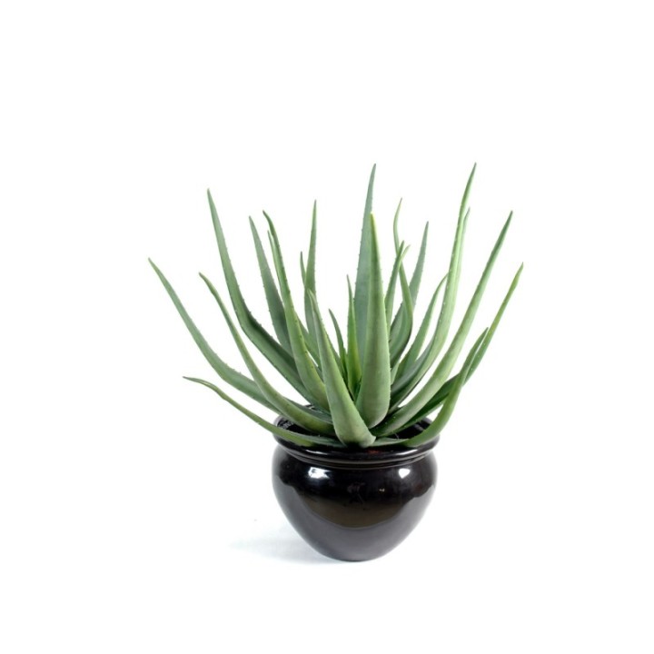 Künstliche Aloe Vera, ca. 55cm hoch, pflegeleicht