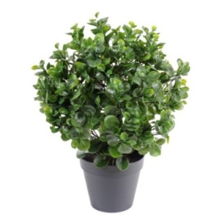 Künstlicher Peperomia Busch, 60cm hoch, grün