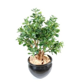 Künstliche Crassula: Pflegeleichter Geldbaum für Ihr Zuhause