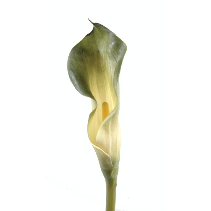 Künstliche Calla-Lilie, grün, ca. 90cm hoch