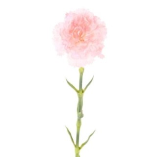 Künstliche Nelke, pink, ca. 55cm hoch - Pflegeleicht!