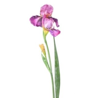 Künstliche Iris, lila, ca. 70cm hoch - Pflegeleicht!