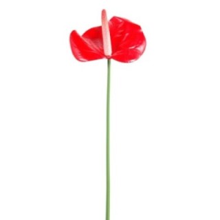 Künstliche Anthurie, rot, ca. 60cm hoch - Pflegeleicht!