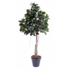 Ficus