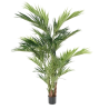 Kentia Palmen