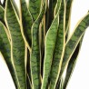 Künstliche Sansevieria