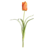 Tulpen